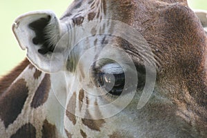 Baringo Giraffe - Giraffa camelopardalis rothschildii