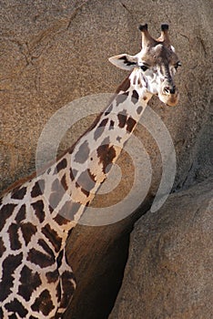 Baringo Giraffe - Giraffa camelopardalis rothschildii