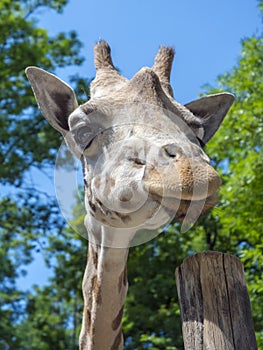 Baringo giraffe (Giraffa camelopardalis rotschildi)