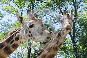 Baringo giraffe (Giraffa camelopardalis rotschildi)