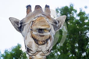 Baringo giraffe (Giraffa camelopardalis rotschildi)