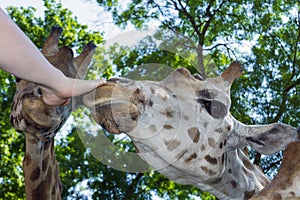 Baringo giraffe (Giraffa camelopardalis rotschildi)