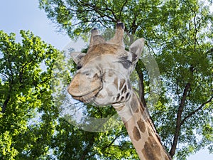 Baringo giraffe (Giraffa camelopardalis rotschildi)