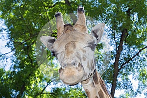 Baringo giraffe (Giraffa camelopardalis rotschildi)