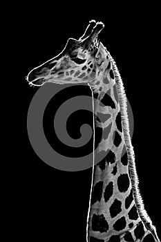 Baringo Giraffe