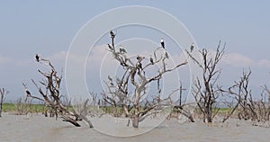 Baringo lake landscape showing the rise of the waters with dead trees, Kenya, Anhingas, Real Time