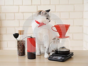 Barista cat. Alternative manual hand brewing coffee. Drip batch filter. Red coffee grinder. Electronic scale