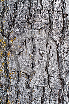 Bark