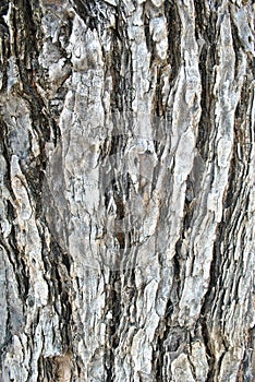 Bark