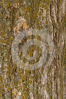 Bark of Accolade Hybrid Elm