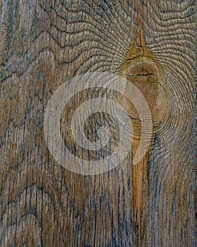 Bark aged wood texture with tree ring use as natural background