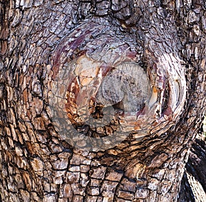 Bark of an Alligator Juniper Tree