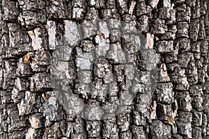 Bark of american persimmon tree or Diospyros virginiana. Old tree bark texture.