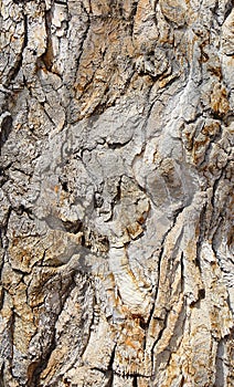 Bark on an ancient cottonwood tree