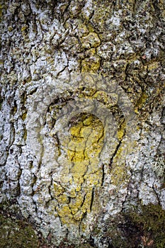 Bark from ancient Oak tree in the Cairngorms National Park of Scotland