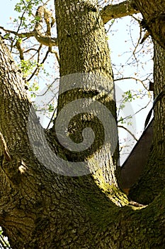 Bark of Ancient Oak Tree, Norfolk, England, UK
