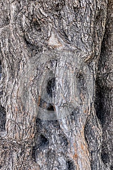Bark of an ancient Olive Tree