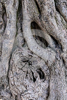 Bark of an ancient Olive Tree