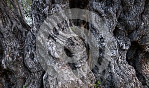 Bark of ancient olive tree with spooky shapes