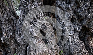 Kůra z starobylý olivový strom strašidelný tvary 
