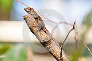 Bark anole on a tree branch. Anolis distichus.