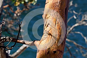 Bark of arbutus tree trunk shows scars of vandalism