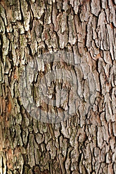 Bark of Arbutus unedo