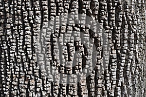 Bark of Ash Tree