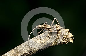 Bark assasin bug on branch, Satara, Maharashtra