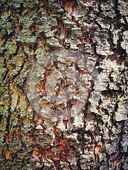 Bark of Atlas cedar tree