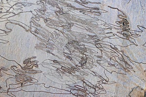 Australian Scribbly Gum Tree