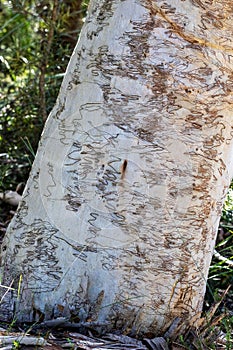 Australian Scribbly Gum Tree
