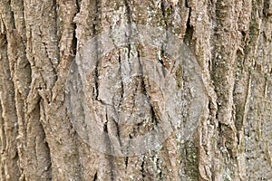 The bark of the autumn tree, the possible co-ordinated structure of the bark. photo