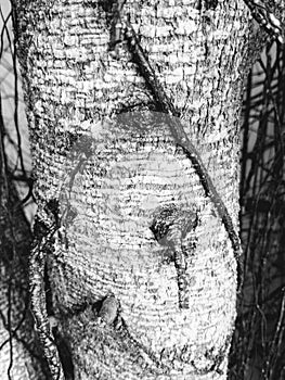 bark bayan tree blackandwhite