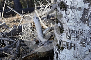 Bark of a beech tree with engraved words and broken branches background