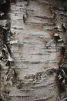 Bark beech trunk tree detail.