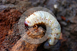 Bark beetle photo