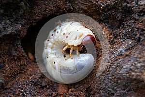 Bark beetle photo