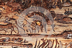 bark beetle as dangerous insect