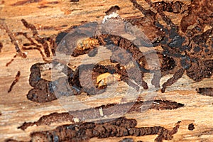 bark beetle as dangerous insect photo