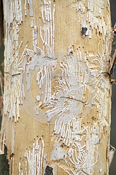 Bark beetle courses 001