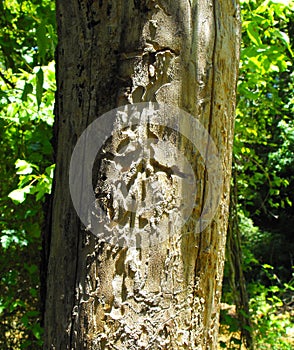 Bark Beetle Damage , Nacogdoches, TX