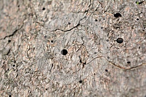 Bark beetle hols