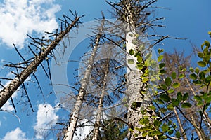 Bark beetle infestation