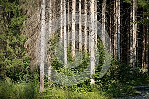 Bark beetle infestation