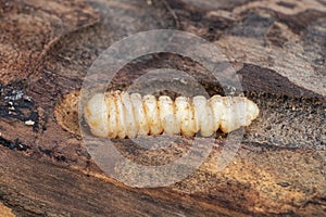 Bark beetle larva close-up inside wood