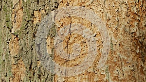 Bark beetle pest deciduous oak forests European infested drought dry attacked Xyleborus monographus ambrosia, Scolytus