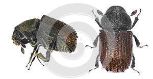 Bark beetle Phloeosinus aubei