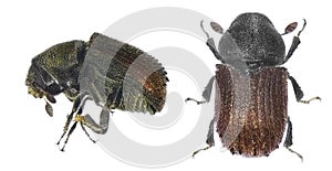 Bark beetle Phloeosinus aubei photo