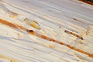 Bark Beetle pupae and galleries in wood